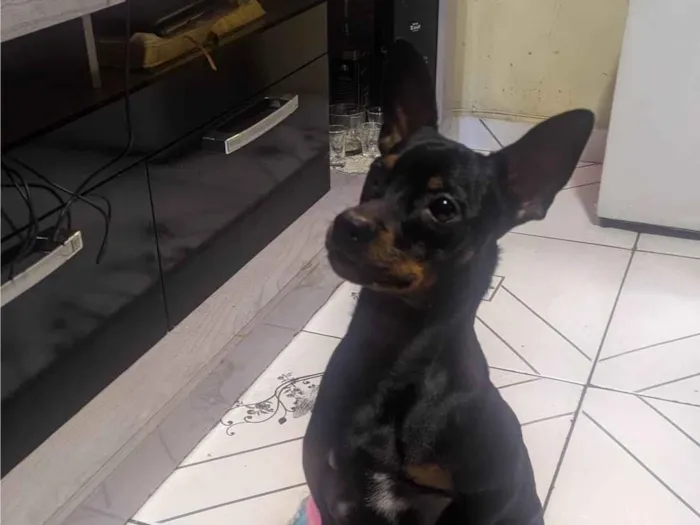 Cachorro ra a Pinscher  idade 7 a 11 meses nome Duque 