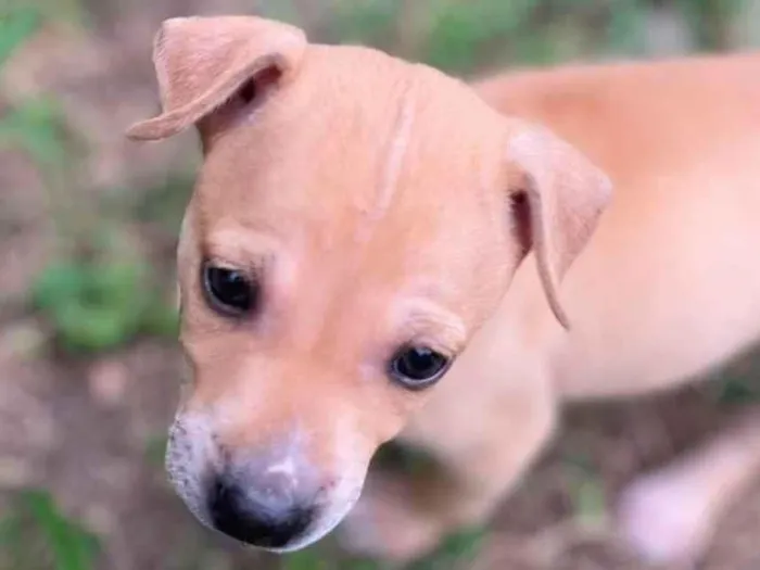 Cachorro ra a SRD-ViraLata idade Abaixo de 2 meses nome sao 8 