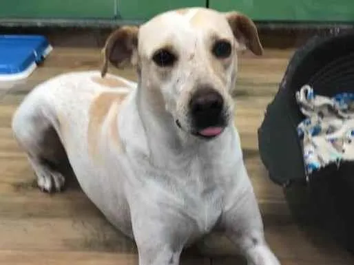 Cachorro raça SRD-ViraLata idade 3 anos nome Laika