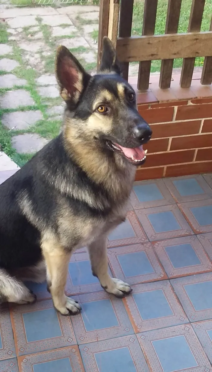 Cachorro ra a Pastor alemão  idade 3 anos nome Hurley