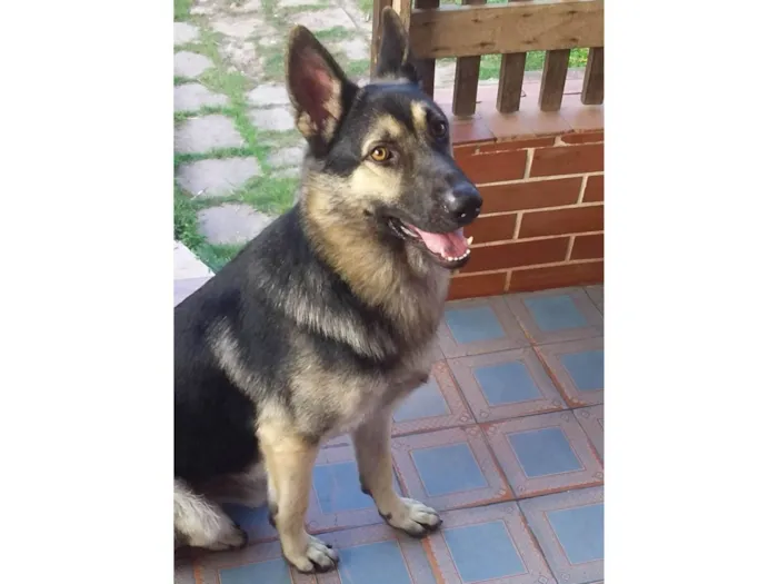Cachorro ra a Pastor alemão  idade 3 anos nome Hurley