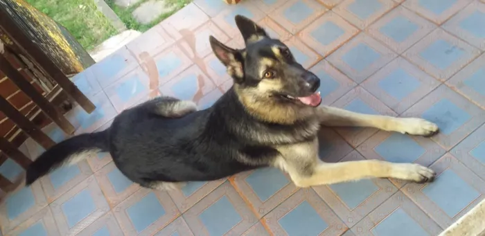 Cachorro ra a Pastor alemão  idade 3 anos nome Hurley