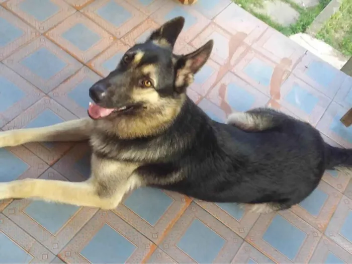 Cachorro ra a Pastor alemão  idade 3 anos nome Hurley