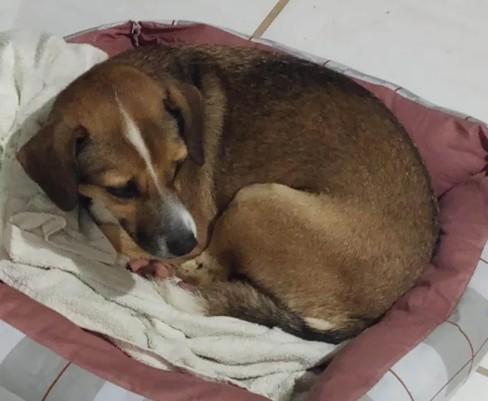 Cachorro ra a SRD-ViraLata idade 3 anos nome GRATIFICA - Jessi