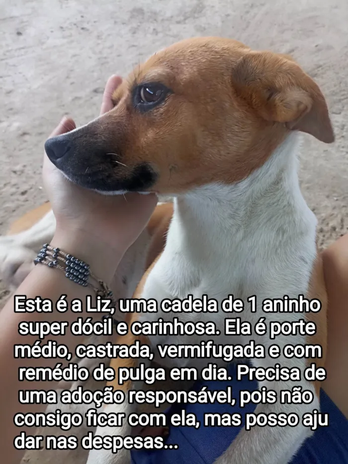 Cachorro raça SRD idade 1 ano nome Liz