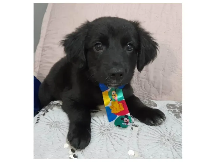 Cachorro ra a SRD-ViraLata idade 2 a 6 meses nome Uggy