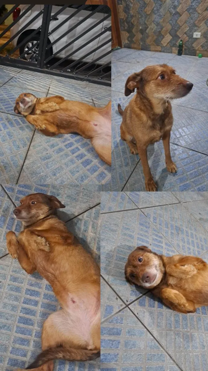 Cachorro ra a Indefinida idade 3 anos nome Não sabemos. 