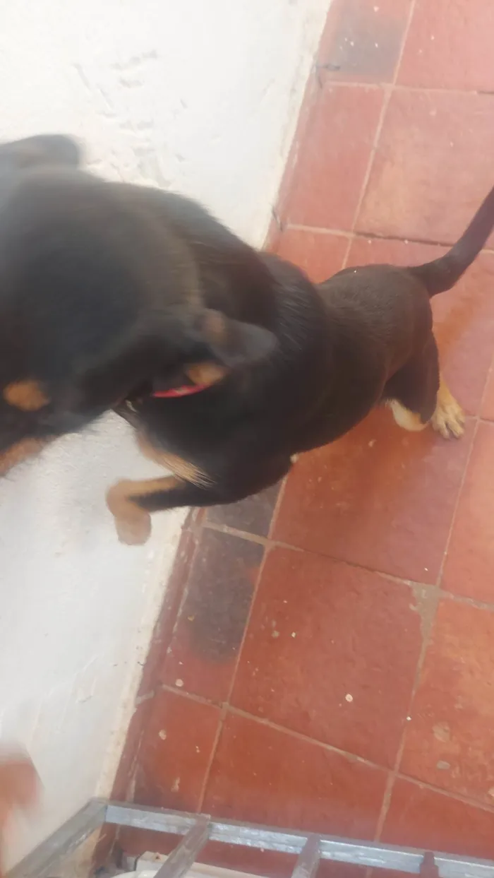 Cachorro ra a SRD-ViraLata idade 1 ano nome Pretinha 