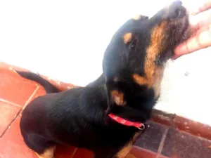 Cachorro raça SRD-ViraLata idade 1 ano nome Pretinha 