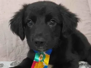 Cachorro raça SRD-ViraLata idade 2 a 6 meses nome Uggy