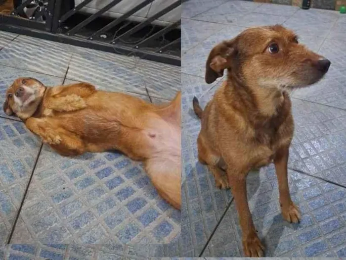 Cachorro ra a Indefinida idade 3 anos nome Não sabemos. 