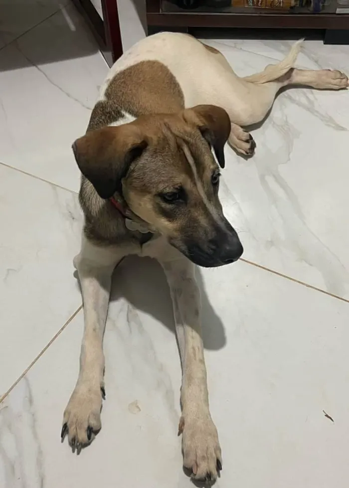 Cachorro ra a SRD-ViraLata idade 1 ano nome Docinho