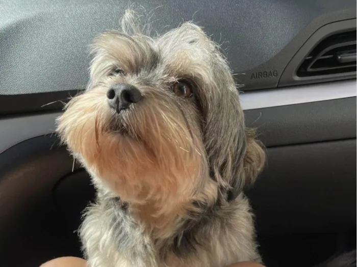 Cachorro raça Lhasa Apso idade 3 anos nome Woody