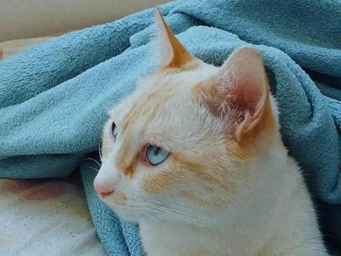 Gato ra a Sem raça definida  idade 2 anos nome Gandalf 