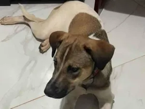 Cachorro raça SRD-ViraLata idade 1 ano nome Docinho
