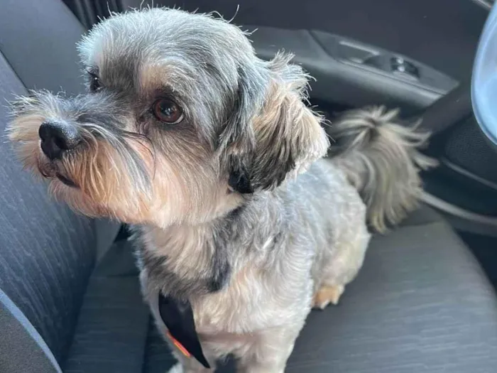 Cachorro raça Lhasa Apso idade 3 anos nome Woody