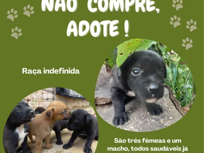 Cachorro ra a SRD-ViraLata idade Abaixo de 2 meses nome Filhotes