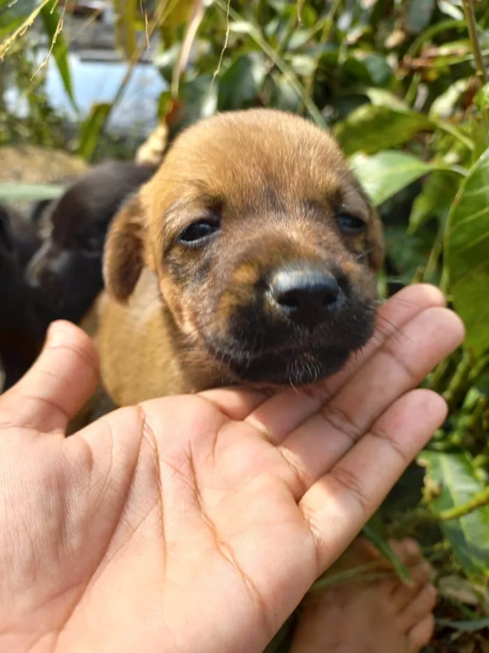 Cachorro ra a SRD-ViraLata idade Abaixo de 2 meses nome Filhotes