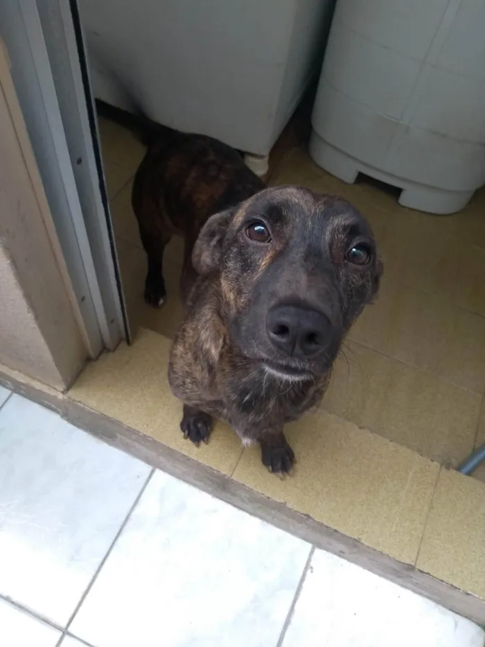 Cachorro ra a SRD-ViraLata idade 4 anos nome TIM