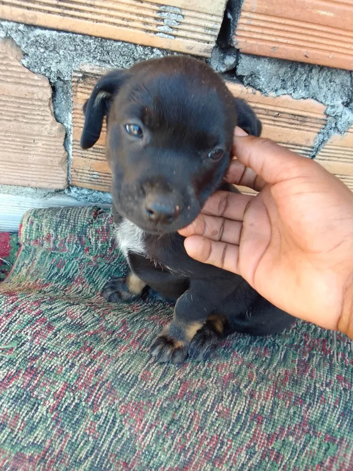 Cachorro ra a Mestrado com Pit Bull red nosse e virá lata  idade 2 a 6 meses nome Zeus 