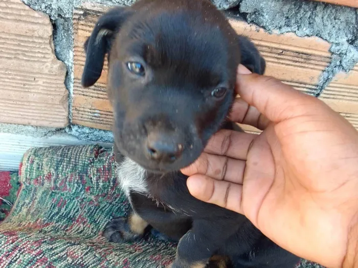 Cachorro ra a Mestrado com Pit Bull red nosse e virá lata  idade 2 a 6 meses nome Zeus 