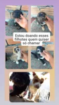 Xênia