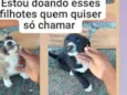 Xênia