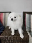 Zaion