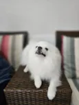 Zaion