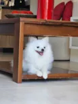 Zaion