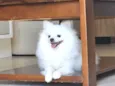 Zaion