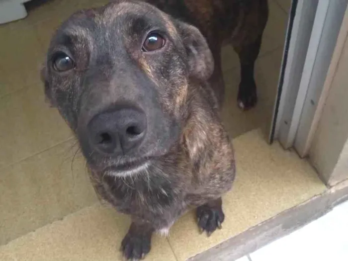 Cachorro ra a SRD-ViraLata idade 4 anos nome TIM