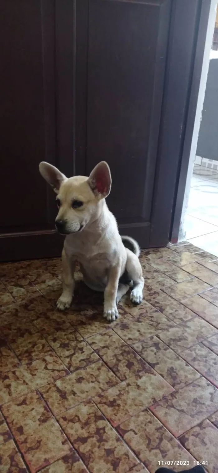 Cachorro raça SRD  idade 2 a 6 meses nome Luna