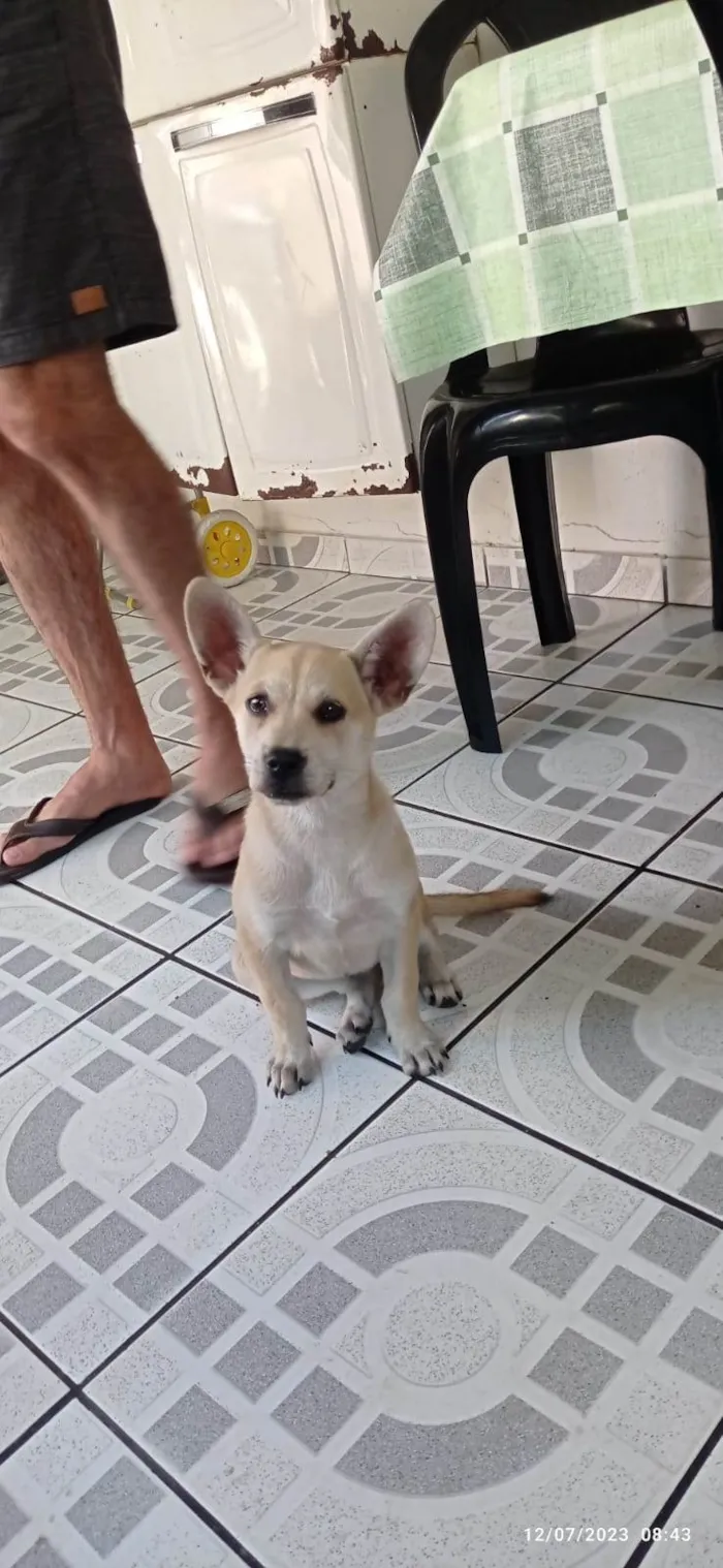 Cachorro raça SRD  idade 2 a 6 meses nome Luna