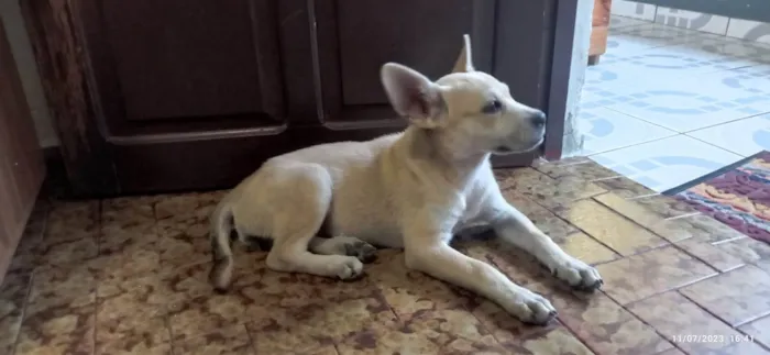 Cachorro raça SRD  idade 2 a 6 meses nome Luna