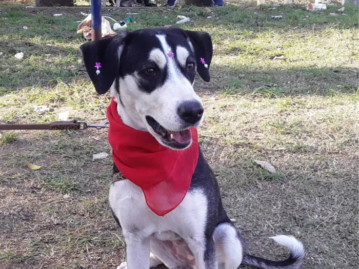 Cachorro ra a SRD idade 7 a 11 meses nome Sem Nome