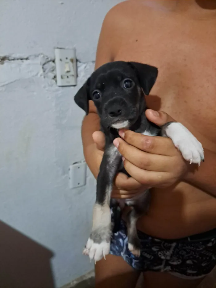 Cachorro ra a SRD-ViraLata idade Abaixo de 2 meses nome Estrela 