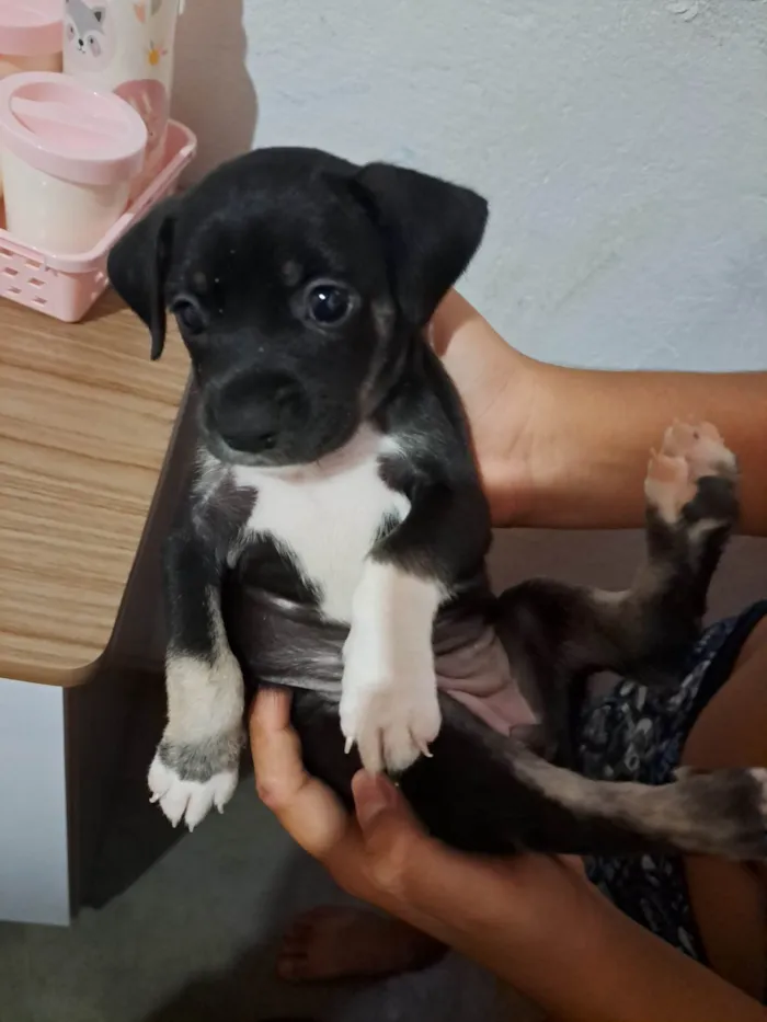 Cachorro ra a SRD-ViraLata idade Abaixo de 2 meses nome Estrela 