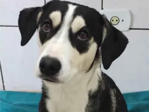 Cachorro raça SRD idade 7 a 11 meses nome Sem Nome
