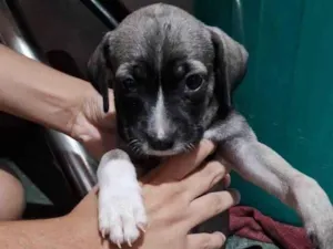 Cachorro raça SRD-ViraLata idade Abaixo de 2 meses nome Jasmim 