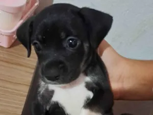 Cachorro raça SRD-ViraLata idade Abaixo de 2 meses nome Estrela 