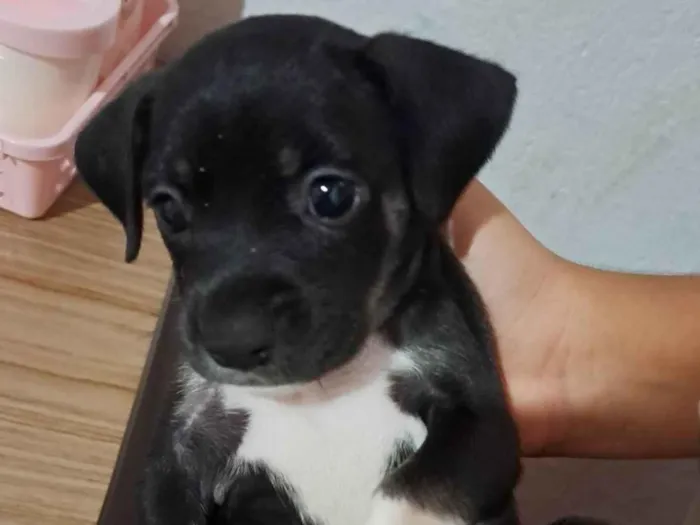 Cachorro ra a SRD-ViraLata idade Abaixo de 2 meses nome Estrela 