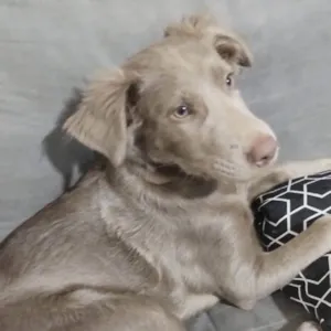 Cachorro raça SRD-ViraLata idade 2 a 6 meses nome Filhota