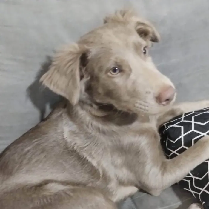 Cachorro ra a SRD-ViraLata idade 2 a 6 meses nome Filhota