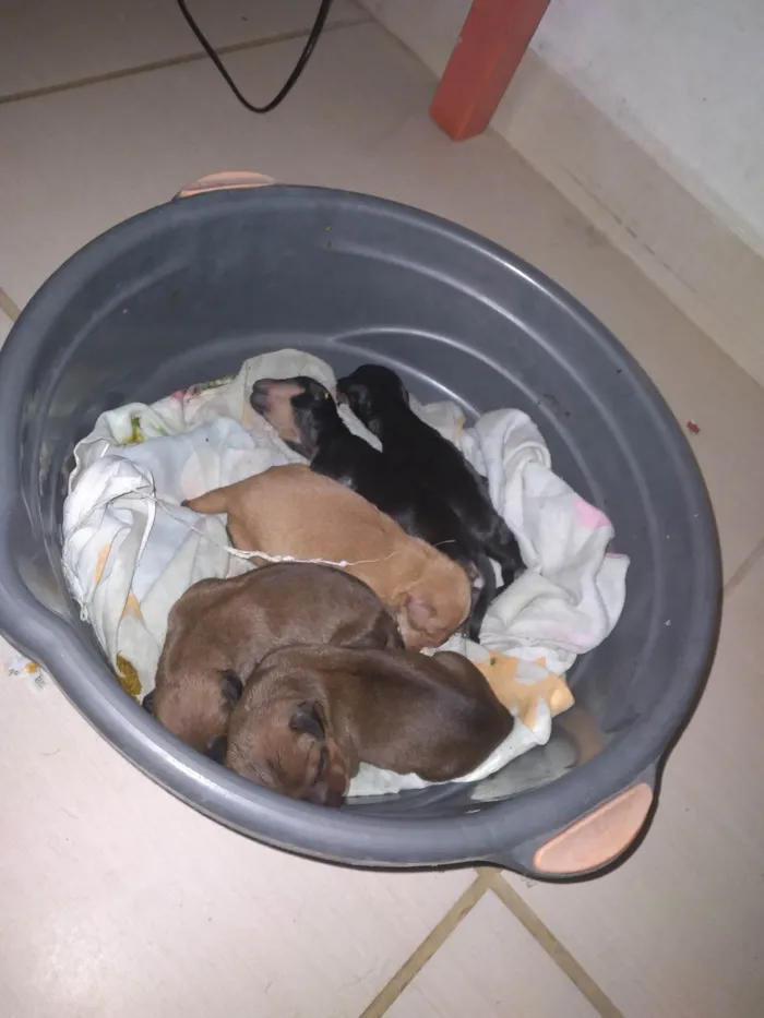 Cachorro ra a Não sei, provavelmente vira lata idade Abaixo de 2 meses nome Não tem nome