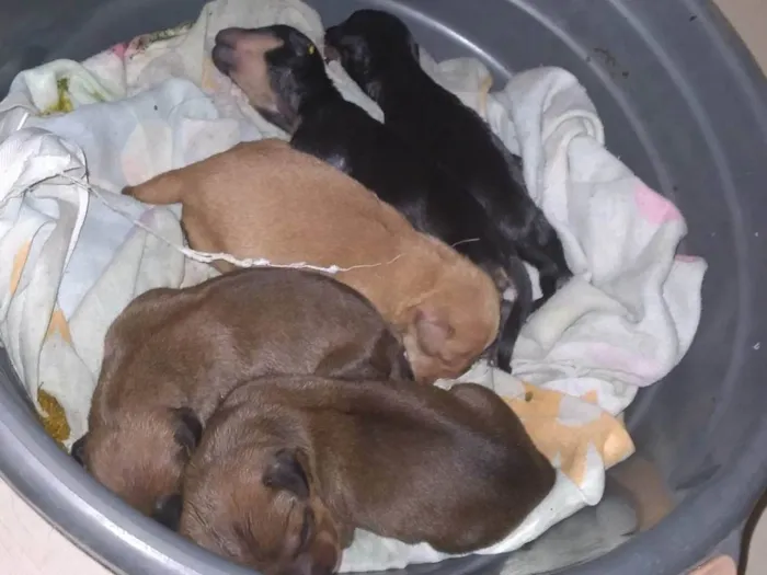 Cachorro ra a Não sei, provavelmente vira lata idade Abaixo de 2 meses nome Não tem nome