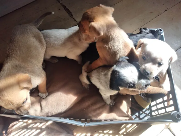 Cachorro ra a Sem  idade 2 a 6 meses nome Cachorrinhos 