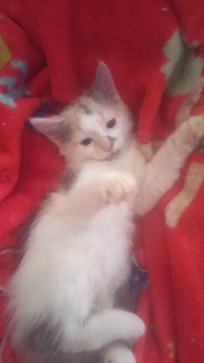 Gato ra a Srd idade Abaixo de 2 meses nome Maya