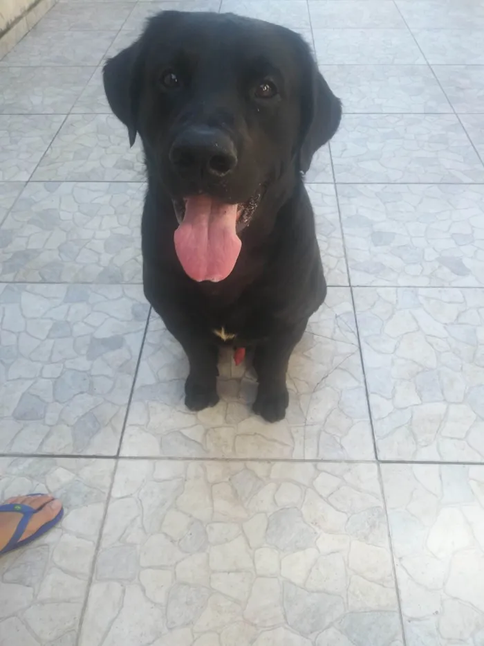 Cachorro raça Labrador misturado holandês idade 1 ano nome Theo