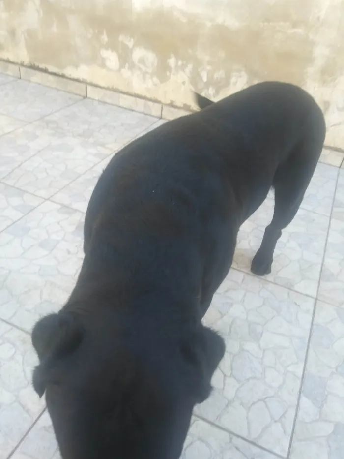Cachorro raça Labrador misturado holandês idade 1 ano nome Theo
